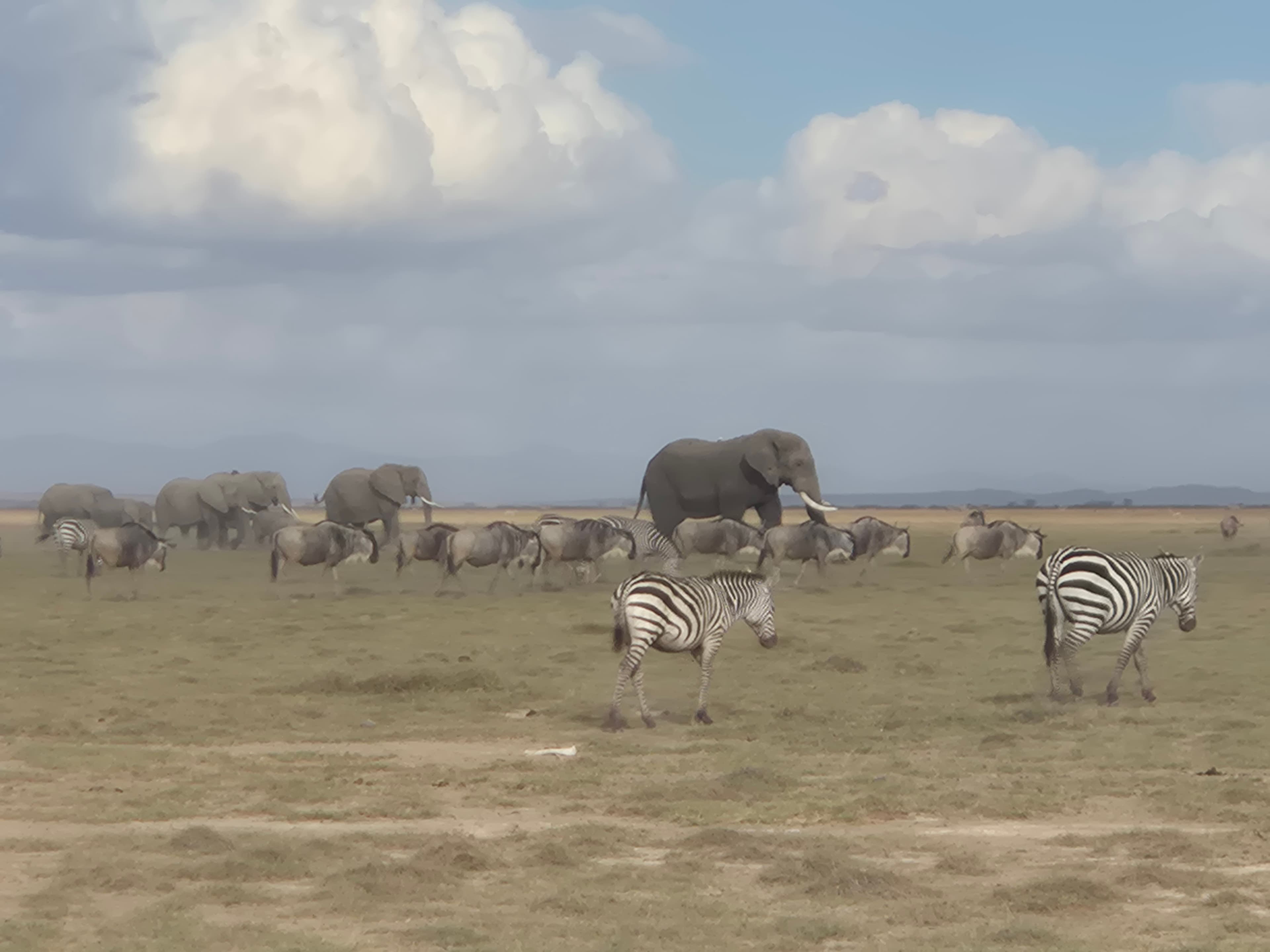 Safari landscape – the inspiration behind Bushlink